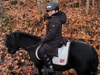 foderhäst Finns ponnyn för oss? i Norrtälje - Annons 17