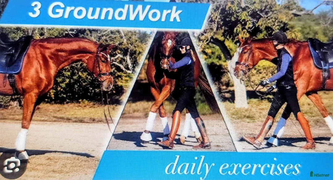  hästjobb finnes: A new vacancy in Ireland - Annons 1