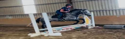 Allround hästar till salu: Connemara gelding 155cm - Annons 9