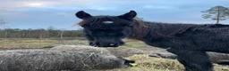 Allround hästar till salu: Rocky mountain hingstar - Annons 2