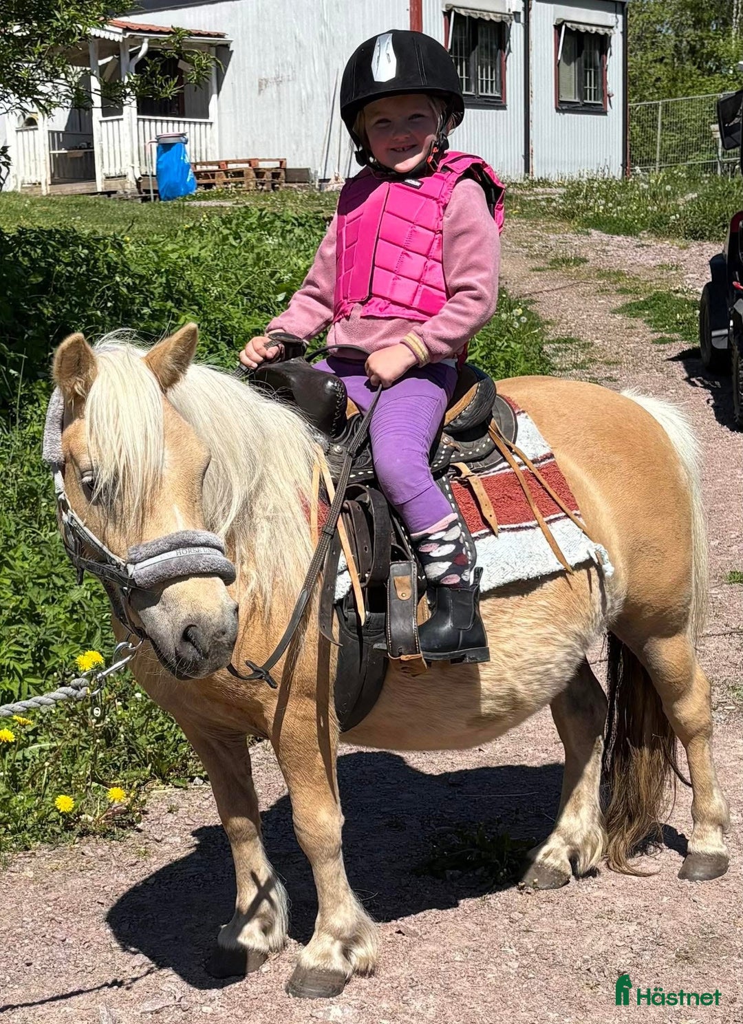 Allround hästar till salu: Shetland Russ Fjord  i Ulrika - Bild 8