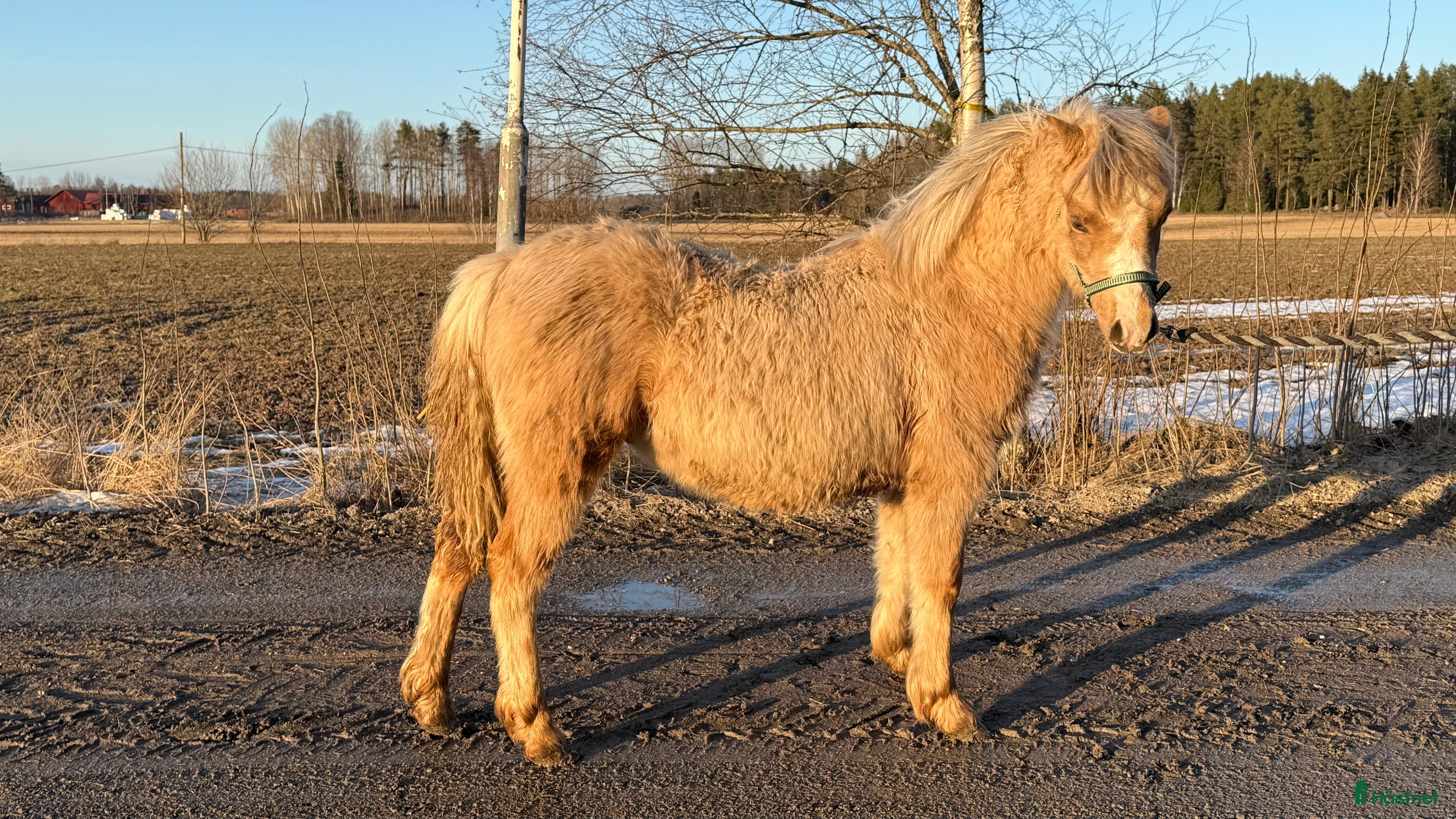  hästar 4 fina Welsh Mountain Unghingstar/valacker  - Annons 4