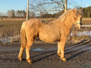 hästar 4 fina Welsh Mountain Unghingstar/valacker - Annons 4