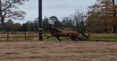  hästar i Perstorp - Annons 6