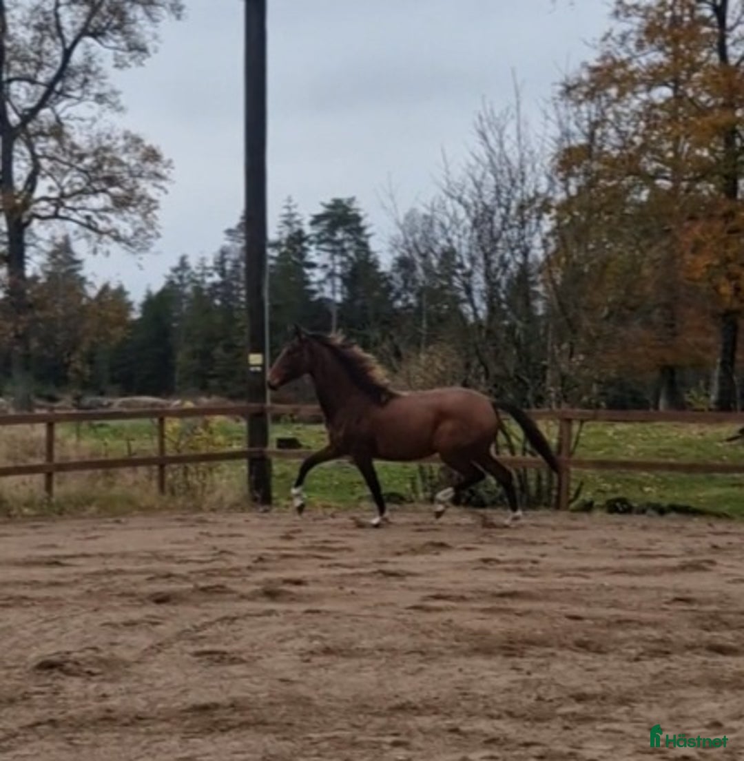 Allround hästar till salu: Prepartbreed åring  i Perstorp - Annons 3