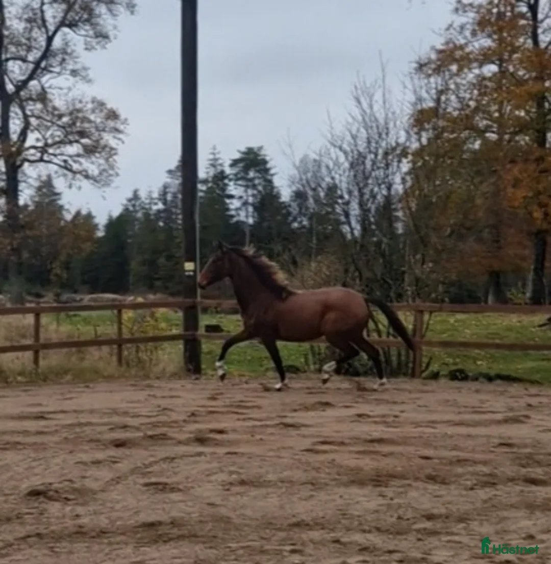 Allround hästar till salu: Prepartbreed åring  i Perstorp - Annons 3