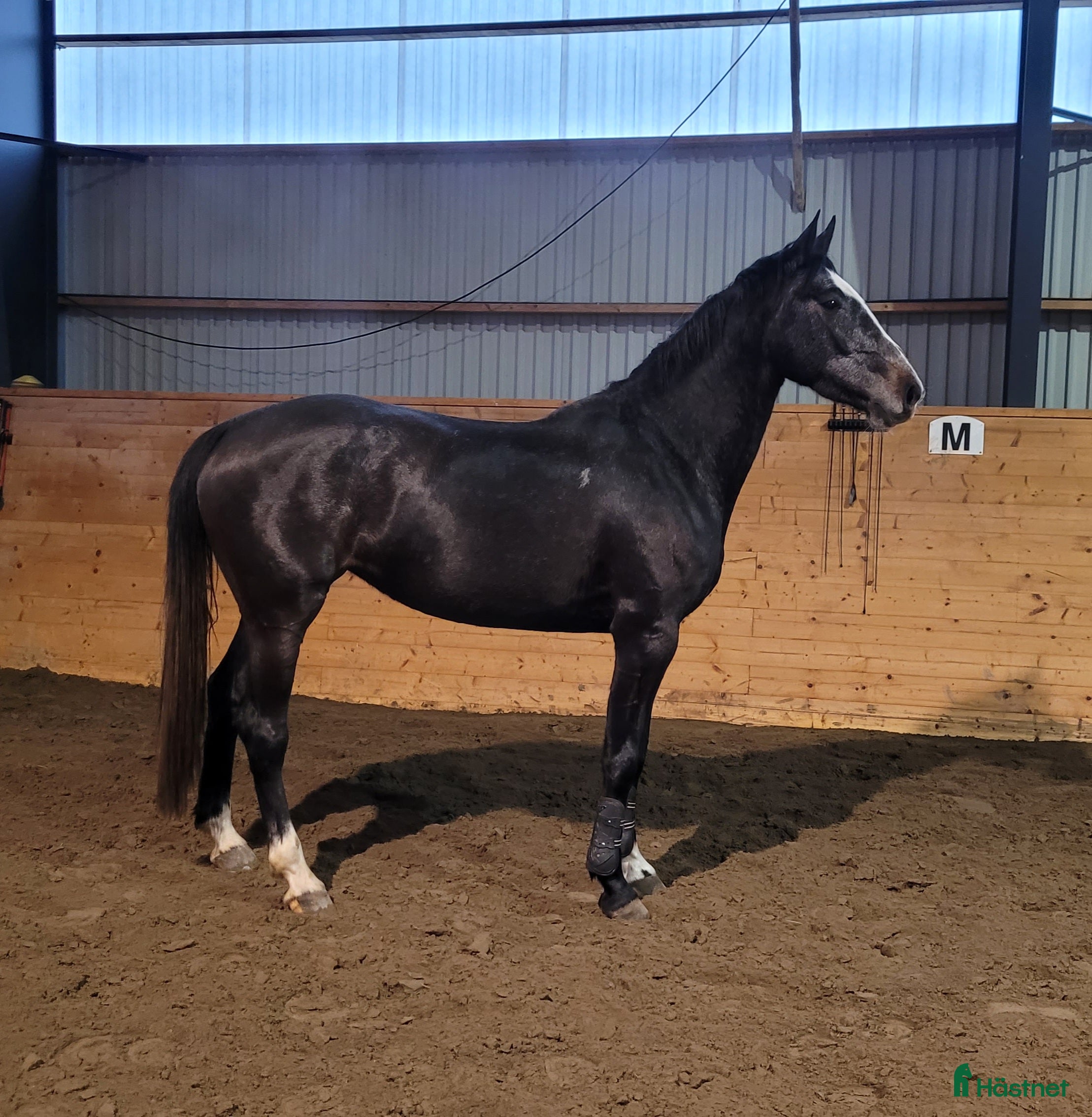  hästar Nybliven 4åring med det där extra! 🌟💫 - Annons 2