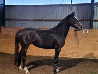 hästar Nybliven 4åring med det där extra! 🌟💫 - Annons 1