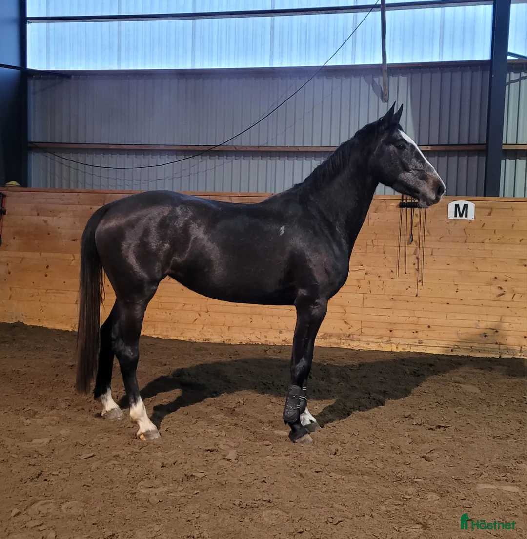 Hoppning hästar till salu: Nybliven 4åring med det där extra! 🌟💫 - Annons 1