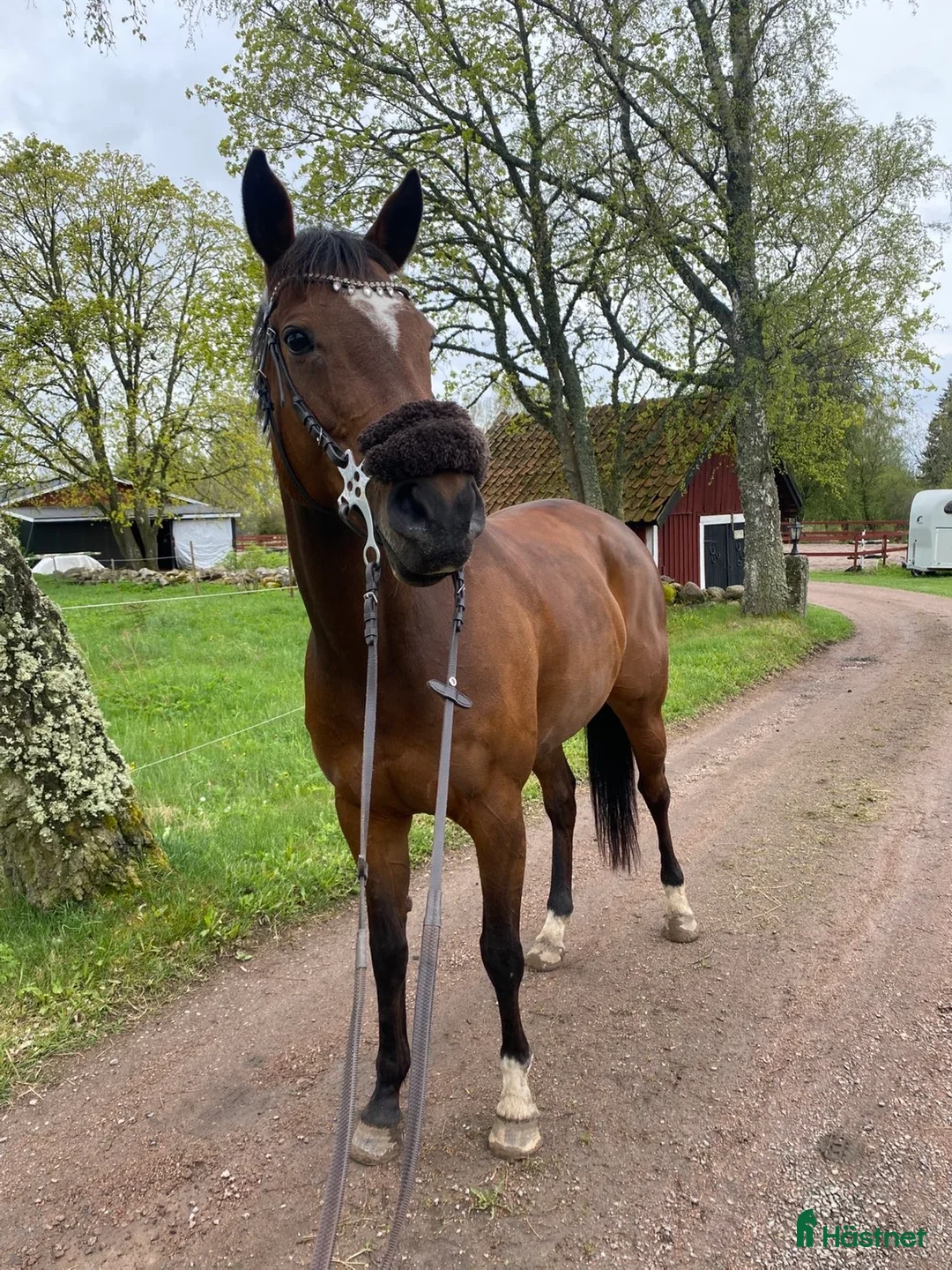 Allround hästar till salu: Fullblodssto med energi och personlighet i Vadstena - Annons 2