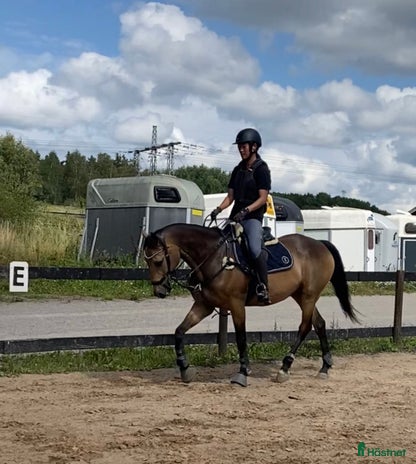 medryttarhäst finnes i Upplands Väsby - Annons 14