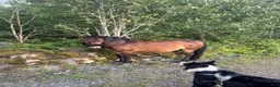 Allround hästar till salu: Vår älskade b-ponny söker nytt hem  - Annons 1