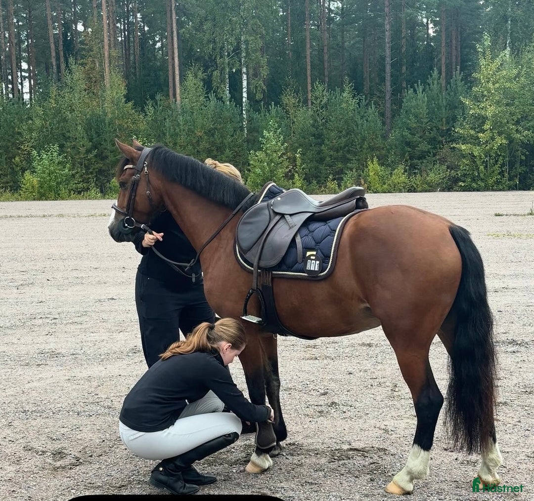 Hoppning hästar till salu: Lovande C-ponny i Bollnäs - Annons 4