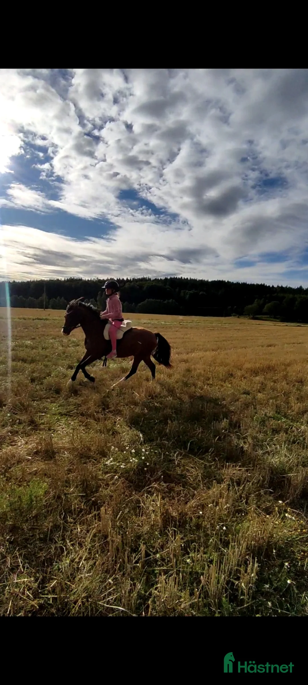 Allround hästar sökes: Ponny köpes! - Annons 2