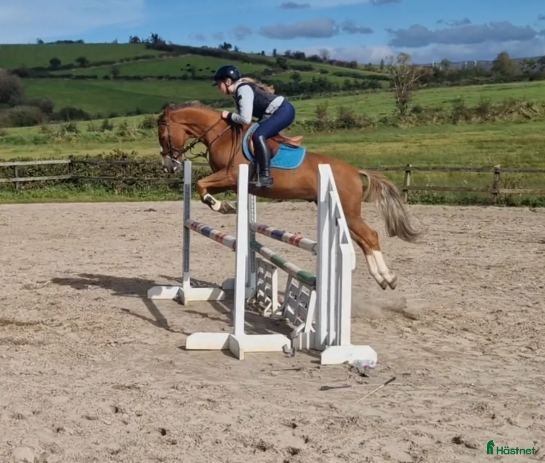 Dressyr hästar till salu: Equestrian holiday in Ireland  - Annons 11