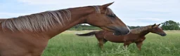Hoppning hästar till salu: He.Ro Stud SUMMER SALE ! - Annons 18