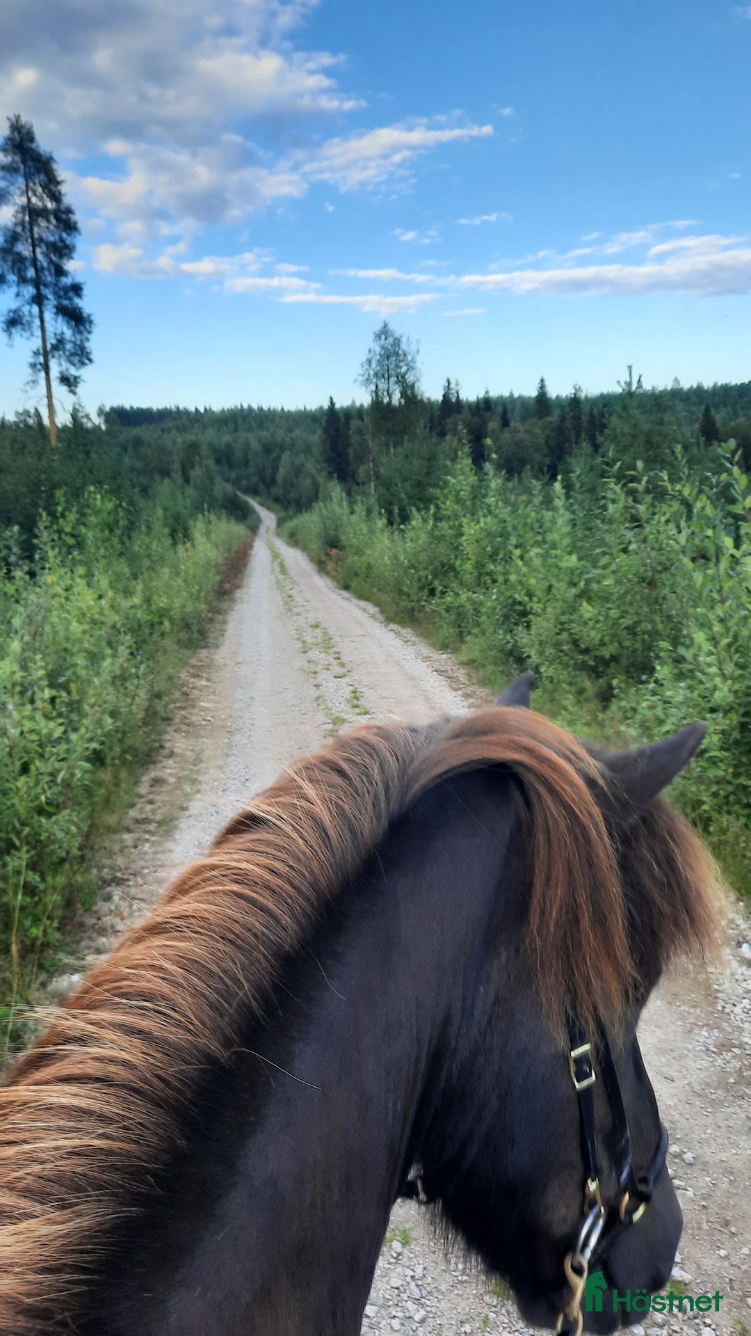  medryttarhäst finnes: Medryttare till 3 Islandshästar i Övertorneå - Bild 4