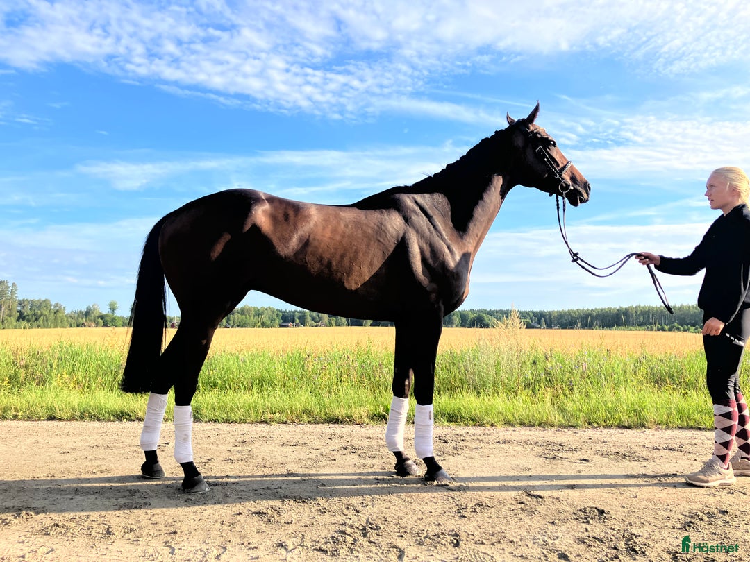 Allround hästar till salu: Fynd  i Skara - Annons 1