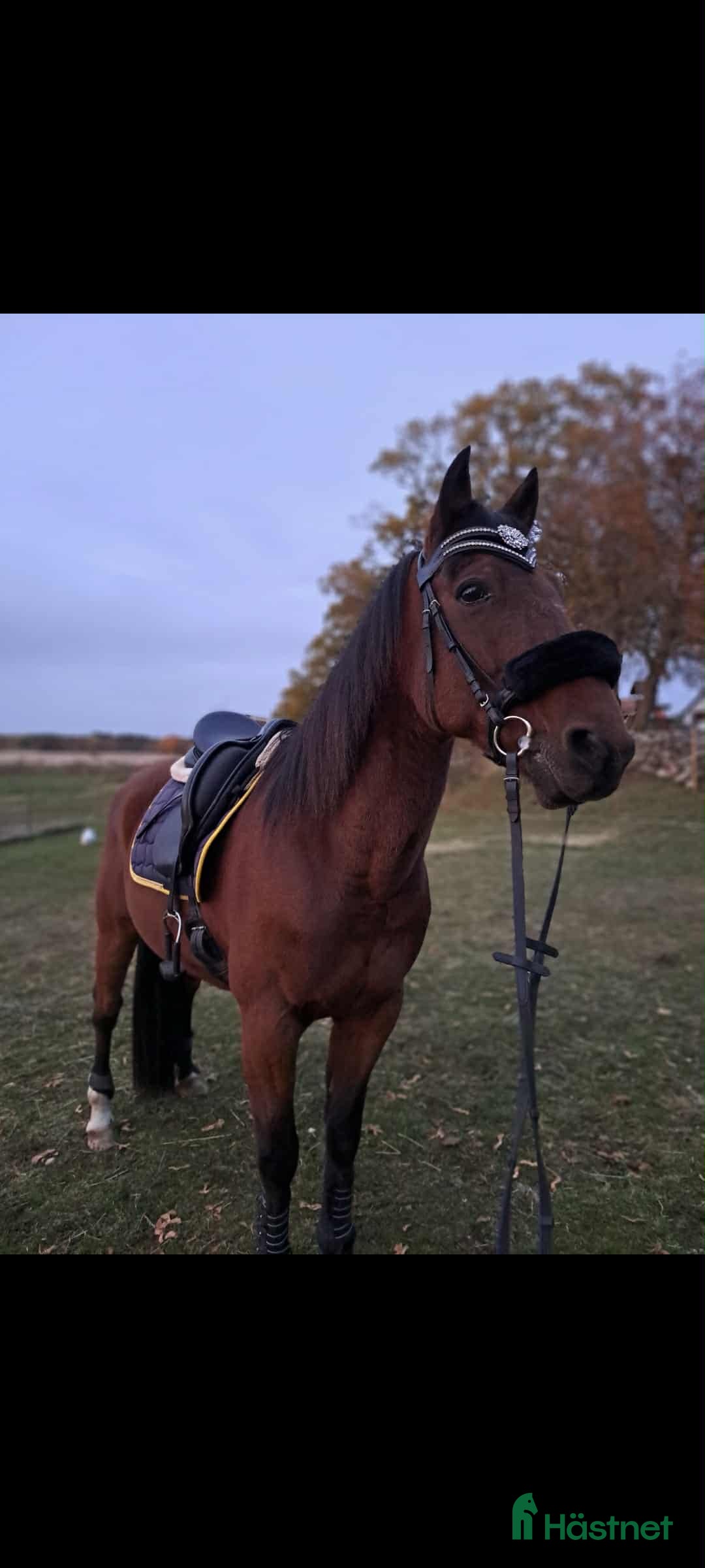 Allround hästar till salu: Enmannahäst kör/ridbar i Ljungby - Annons 3