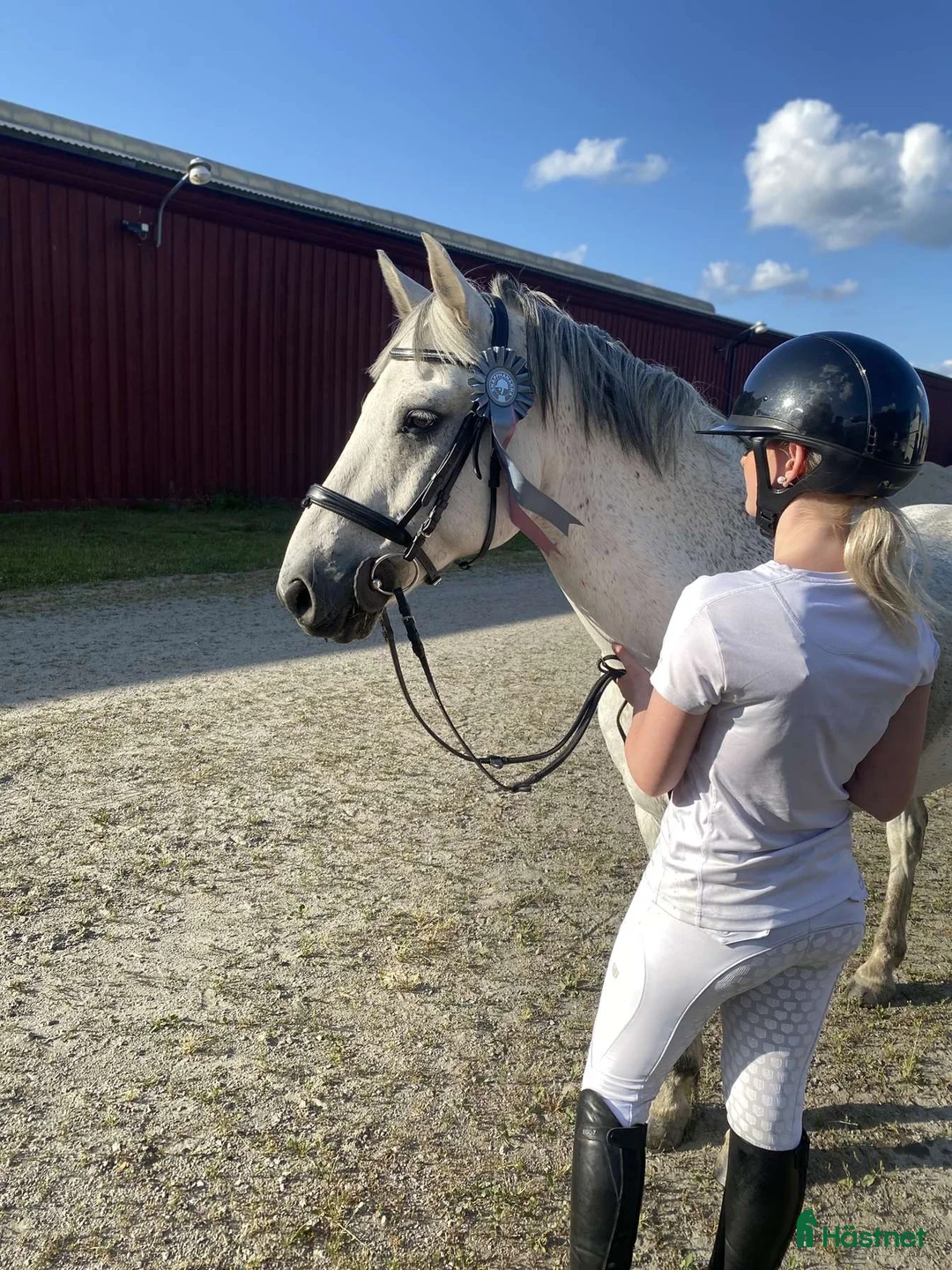 Allround hästar till salu: Fin Läromästare🌟 i Ronneby - Annons 2