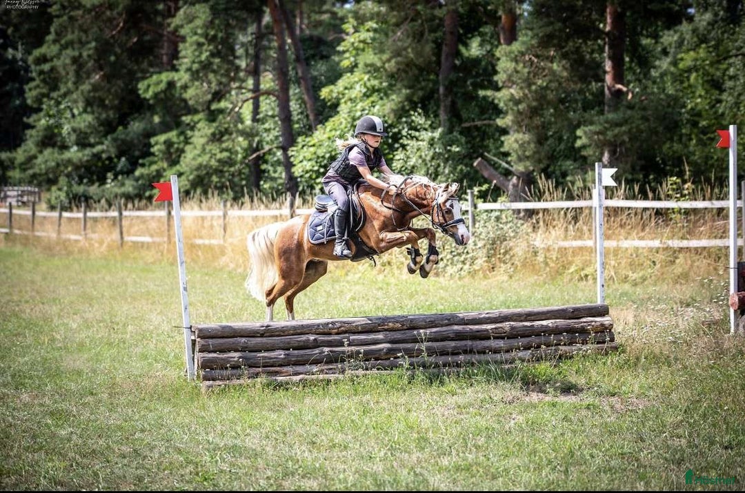 Dressyr hästar till salu: Vacker b-ponny dressyr inriktning till salu  i Asmundtorp - Annons 3
