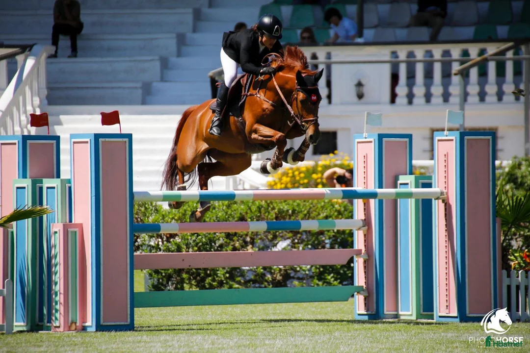 Hoppning hästar till salu: Unghäst med stor potential! - Nabab de reve - Annons 2