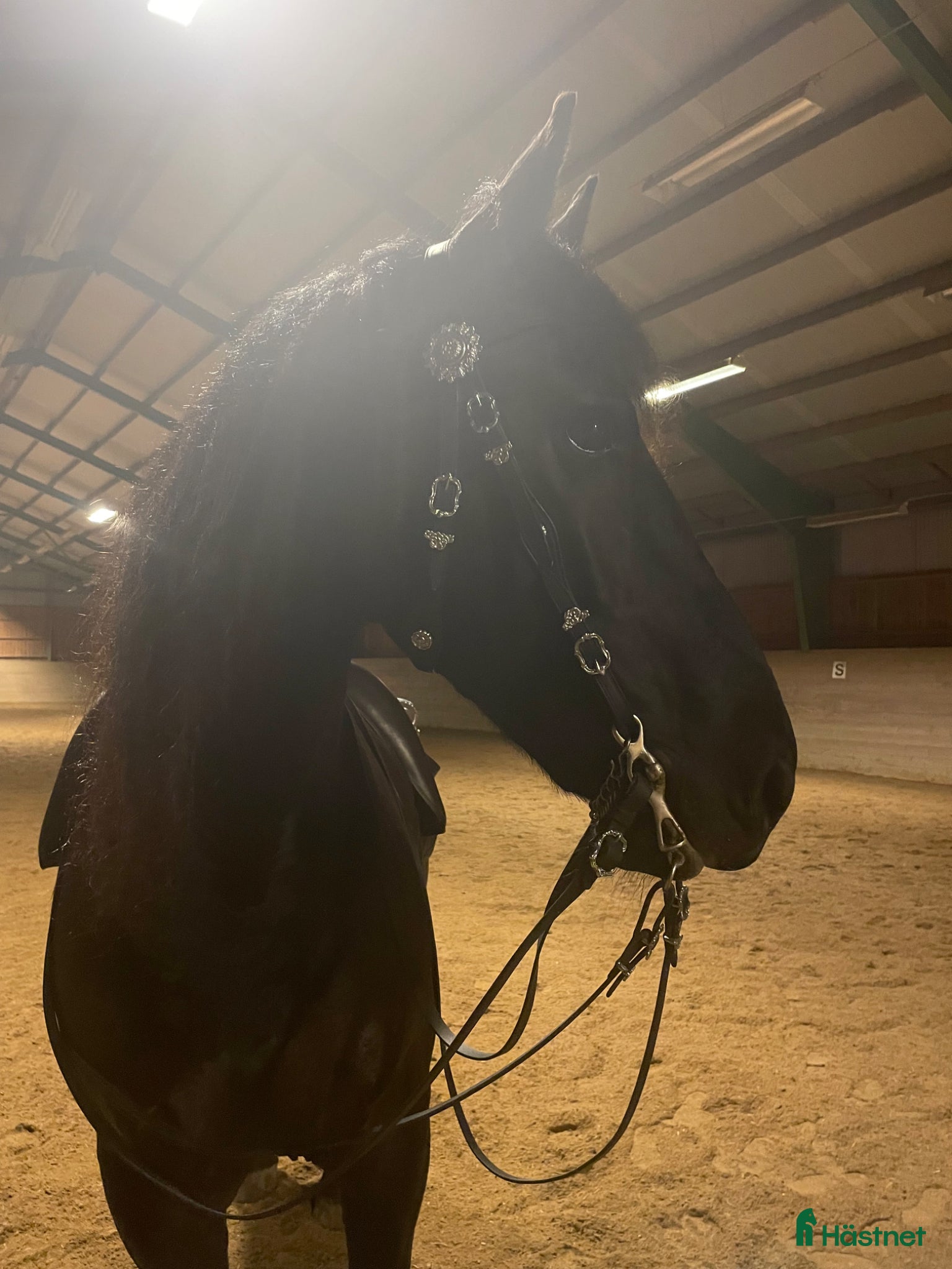  medryttarhäst finnes: Stor kille, stor personlighet  - Annons 2