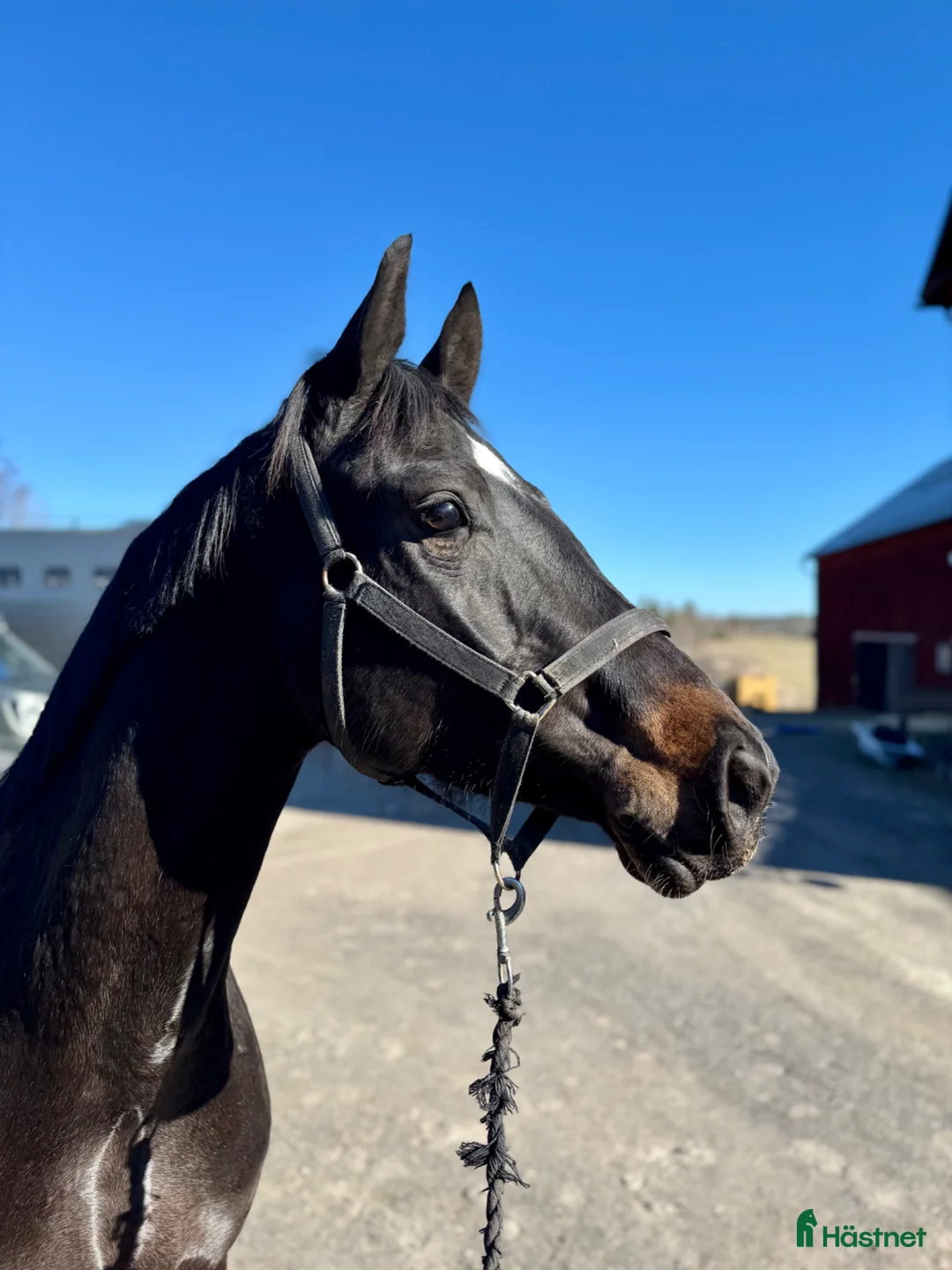 Hoppning hästar till salu: SWB 4åring - Annons 1