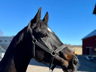 hästar SWB 4åring - Annons 12