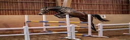 Hoppning hästar till salu: Superfin sporthäst! - Annons 2