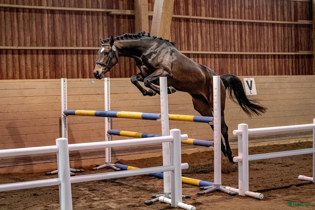 Hoppning hästar till salu: Superfin sporthäst! - Annons 2