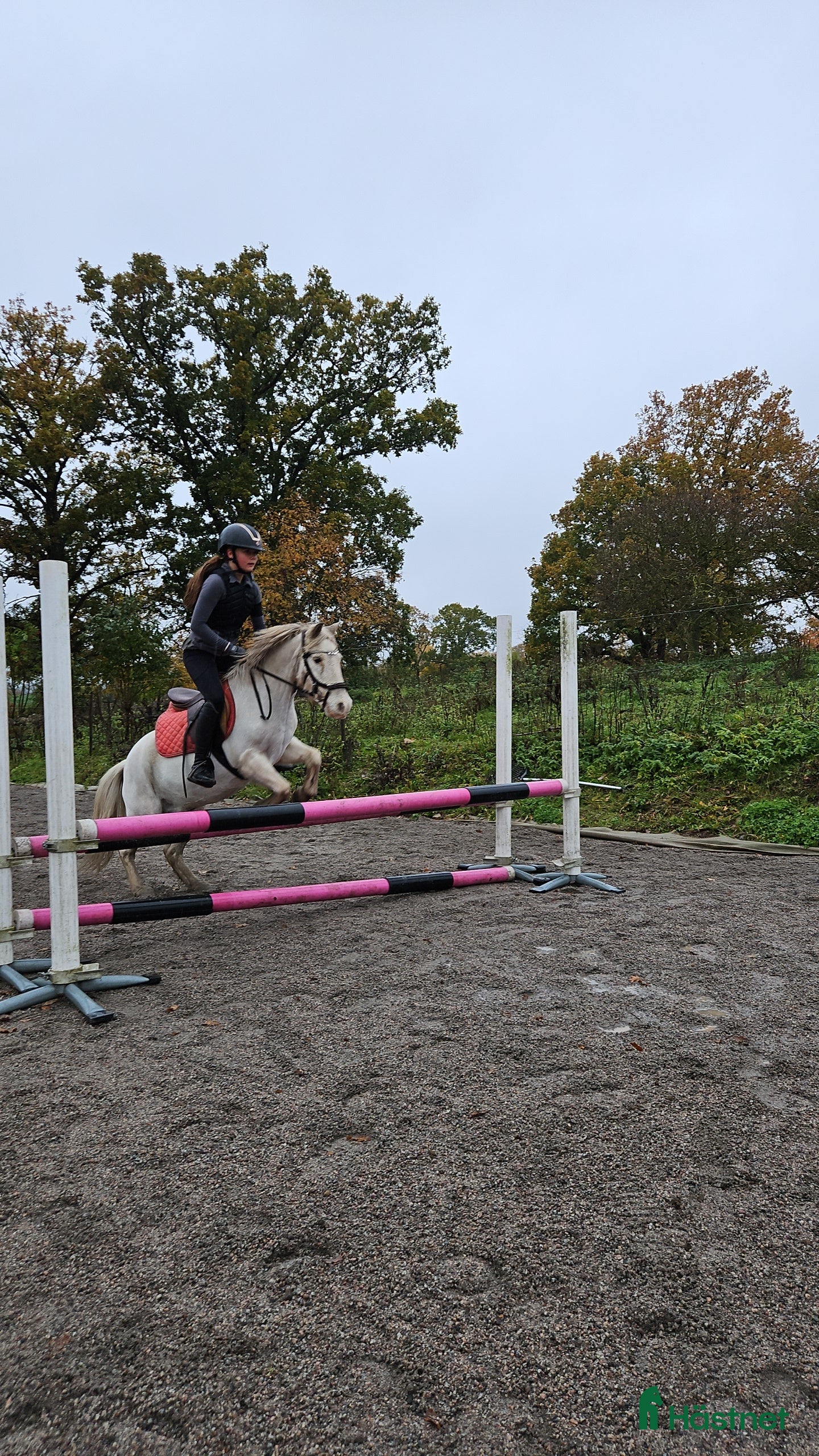  hästar Läromästare/rosettplockare i Bergkvara - Annons 15