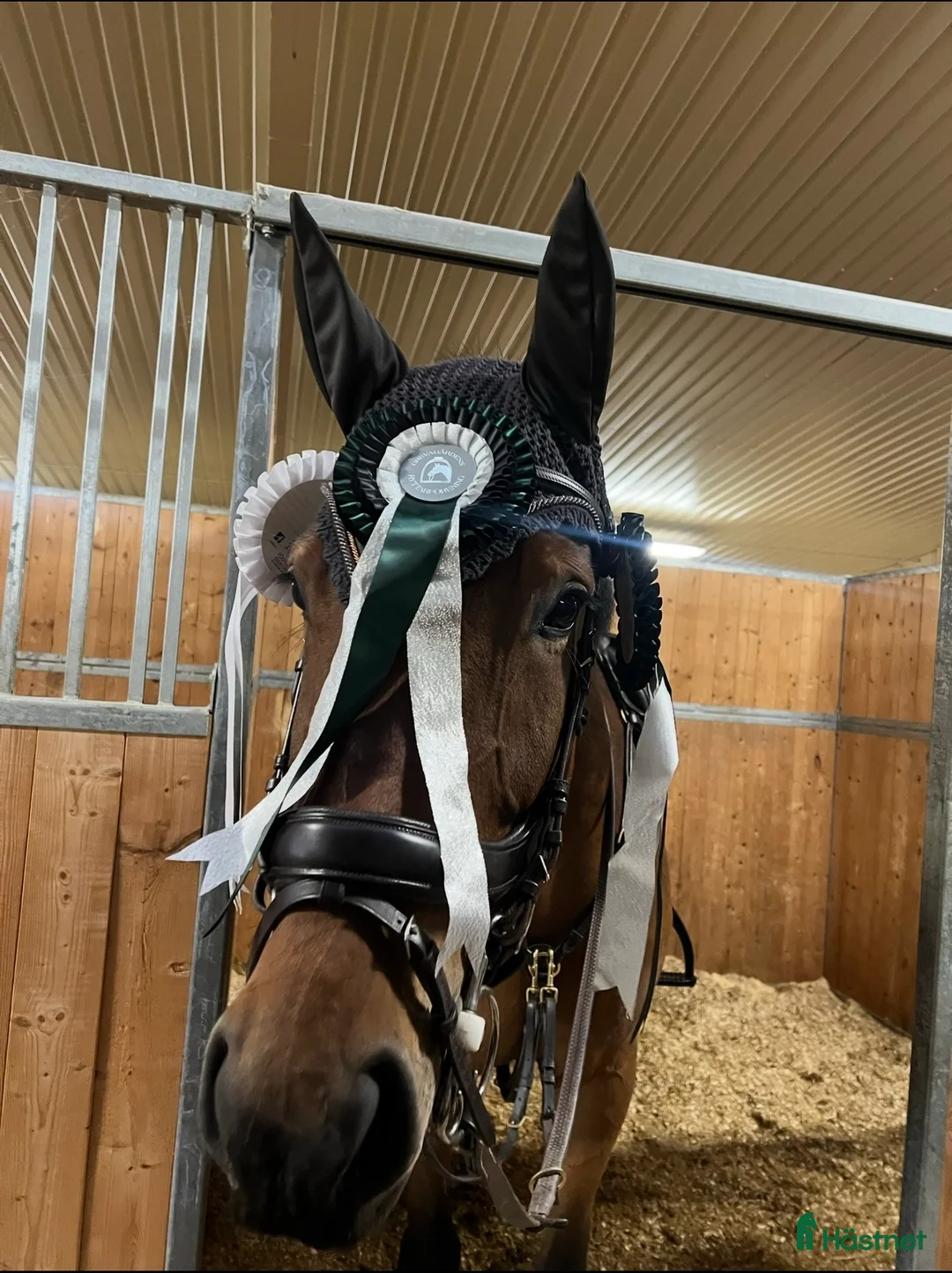 Hoppning hästar till salu: *Reserverad* Finstammat sto - Annons 2