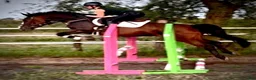 Allround hästar till salu: Luna – Kind & Versatile Mare | Great Jumper! 10yo - Annons 3