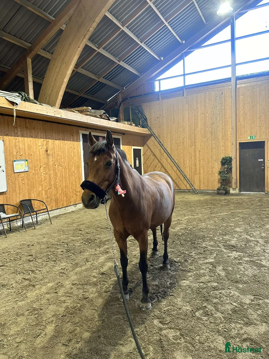 Allround hästar till salu: Vår stjärna Minja - Annons 3