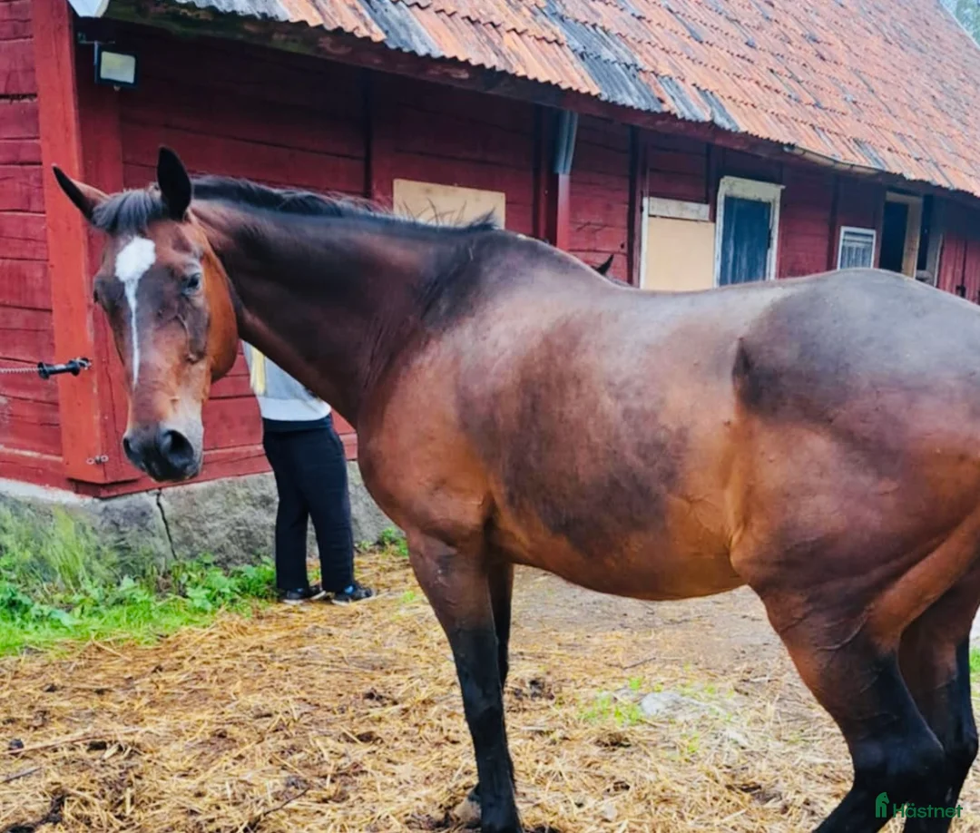 Allround hästar till salu: Trevlig Swb Valack  i Jönköping - Annons 3