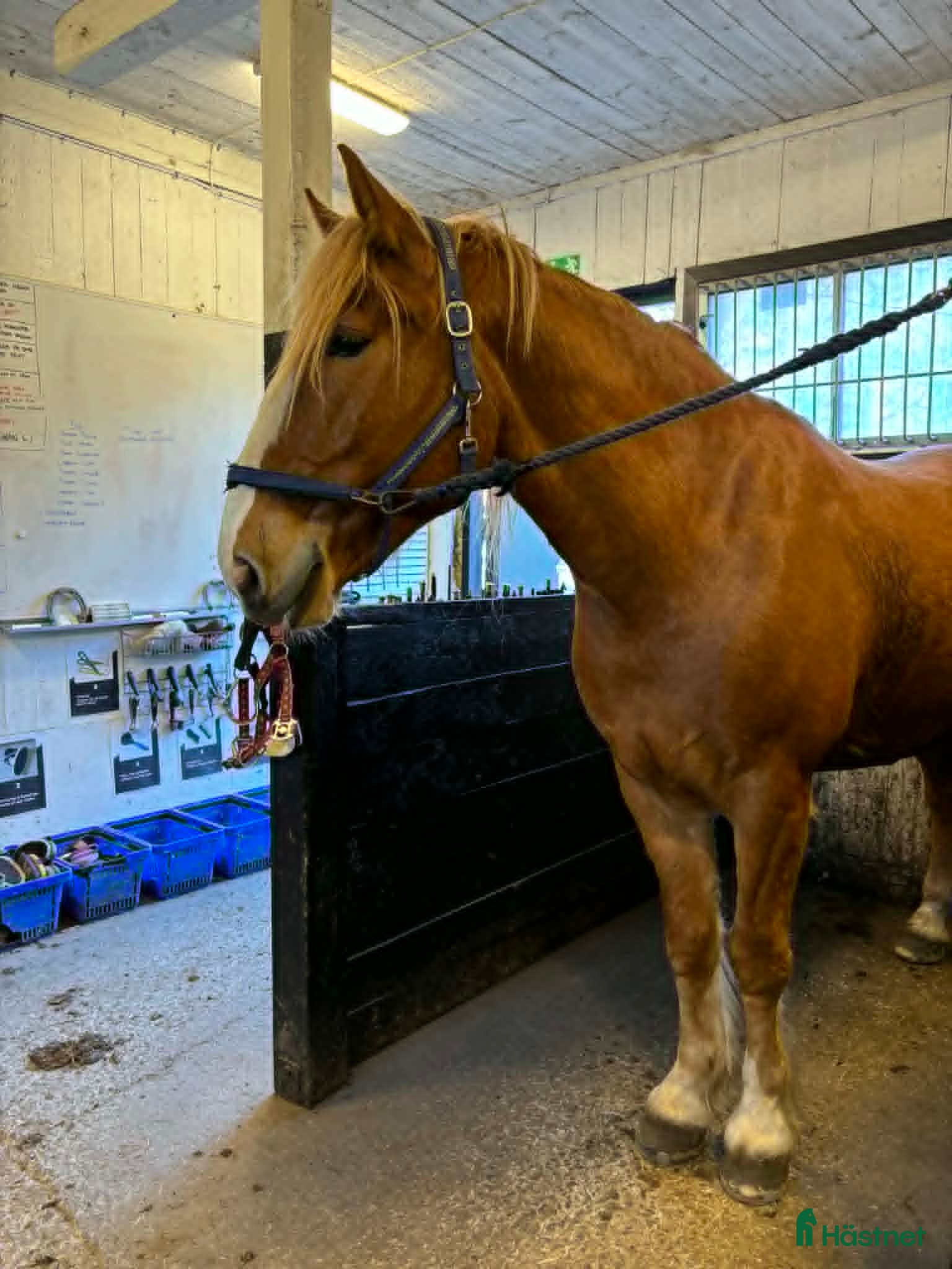  hästar Stor nordsvensk travarvalack - Annons 1