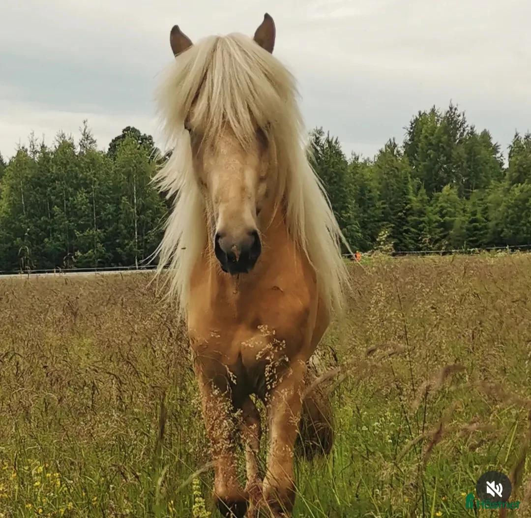 Allround hästar till salu: Dräktigt sto i Norrfjärden - Annons 8