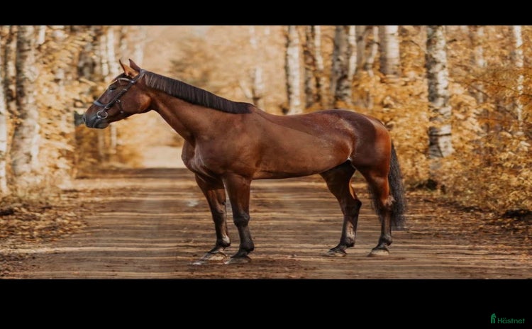  foderhäst i Pajala - Annons 16