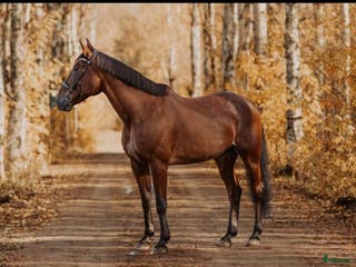 foderhäst Snällaste ridtravaren i Pajala - Annons 12