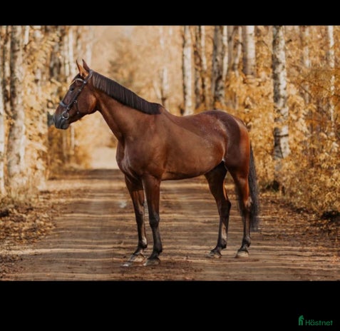 foderhäst i Pajala - Annons 16