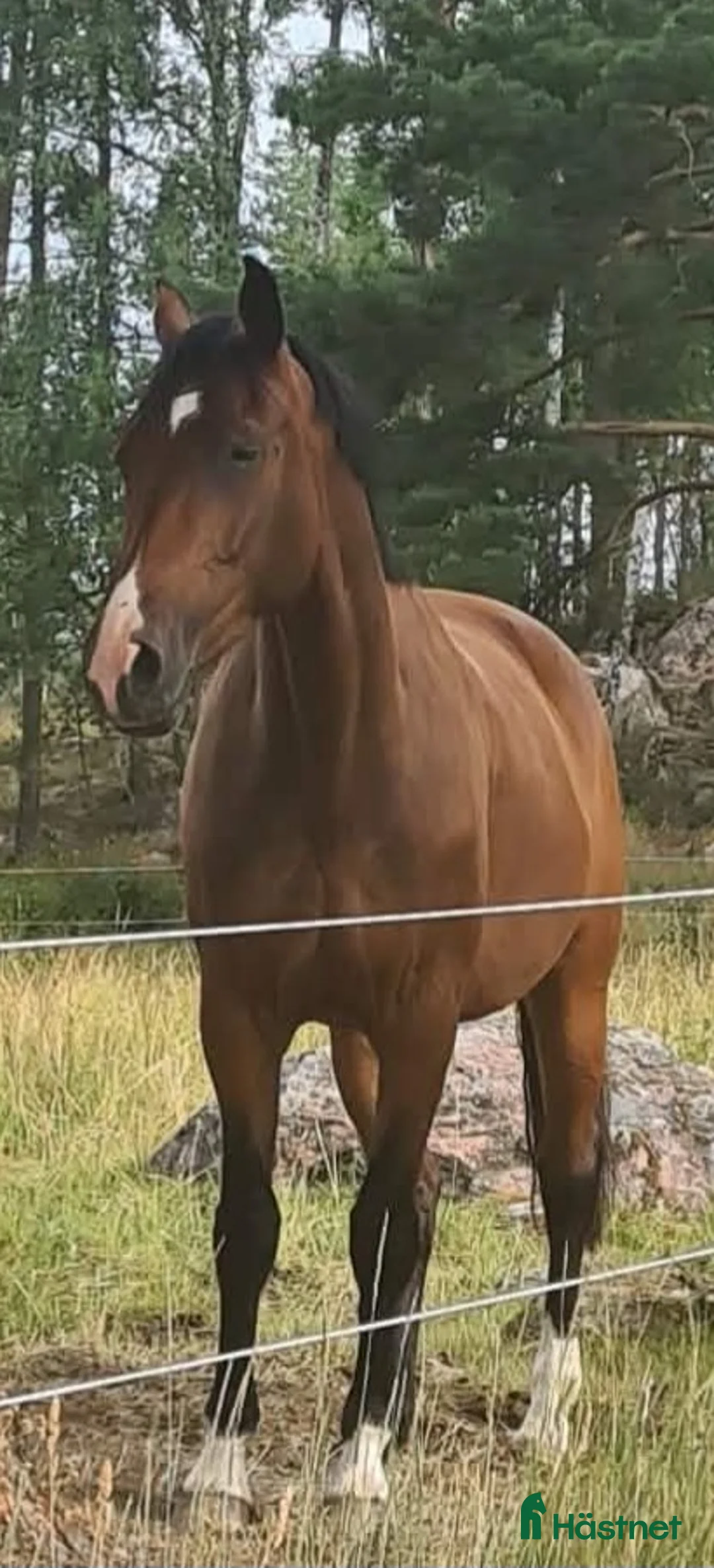 Hoppning hästar till salu: Fint sto med mycket energi! - Annons 2