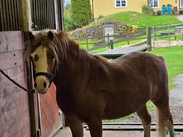 hästar till salu: Kör och blivande ridponny - Annons 1