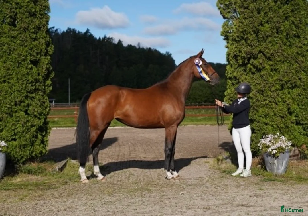 Hoppning hästar till salu: Mkt fint sto till salu i Tungelsta - Annons 2