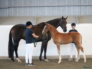 hästar Fin välstammad påläggskalv med topptemprament i Hammarö - Annons 12