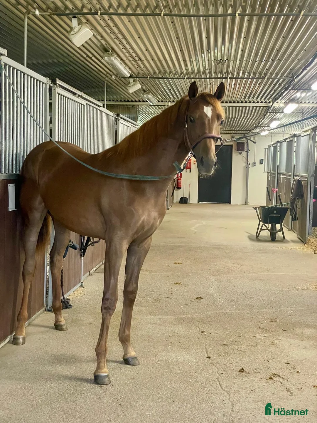  stallplats finnes: Stallplats i Umeå - Annons 5