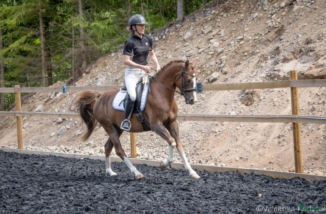 Dressyr hästar till salu: Lovande 4-åring i Vimmerby - Annons 4