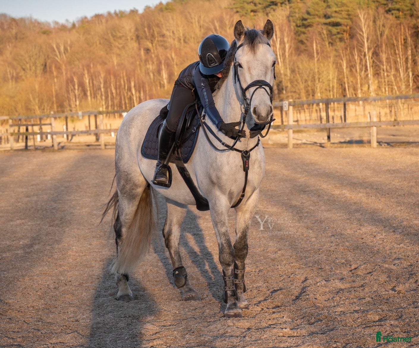  stallplats Söker stallplats över sommaren - Annons 10