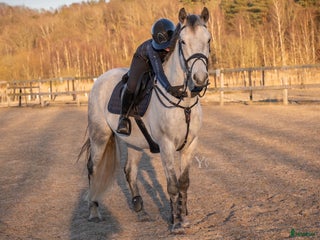 stallplats Söker stallplats över sommaren i Mölndal - Annons 6