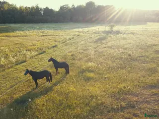 stallplats Stallplats för inackordering, Norrköping-Åby - Annons 1